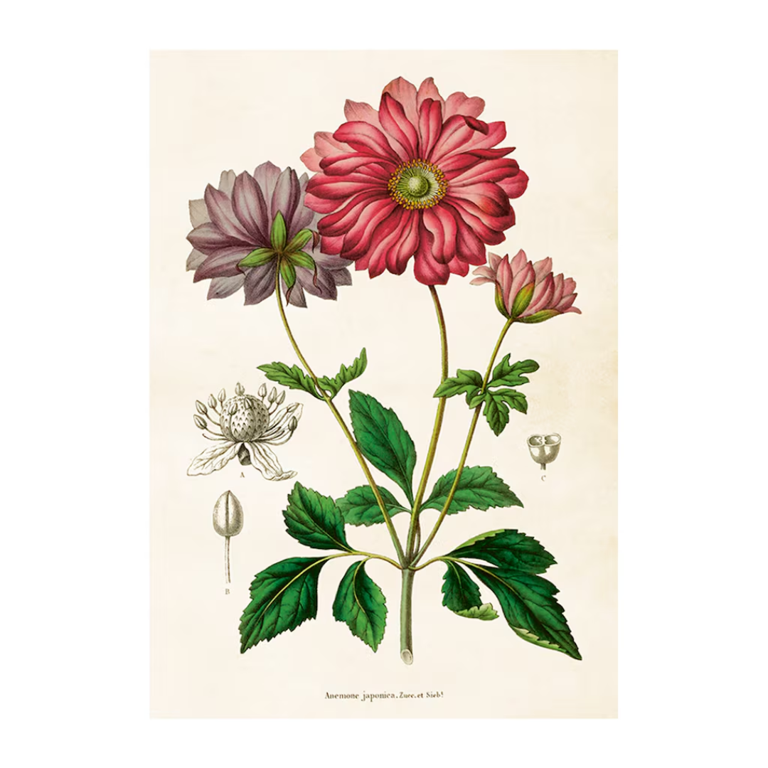 Poster anemon från Sköna Ting, 35x50 cm