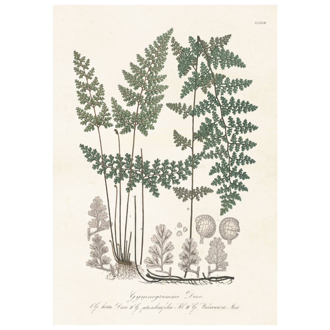 Poster kantbräken från Sköna Ting, 70x100 cm