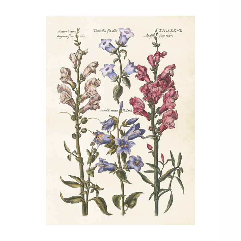 Poster lejongap från Sköna Ting, 50x70 cm