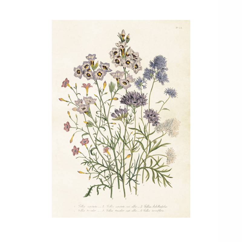 Poster ängsblommor från Sköna Ting, 35x50 cm