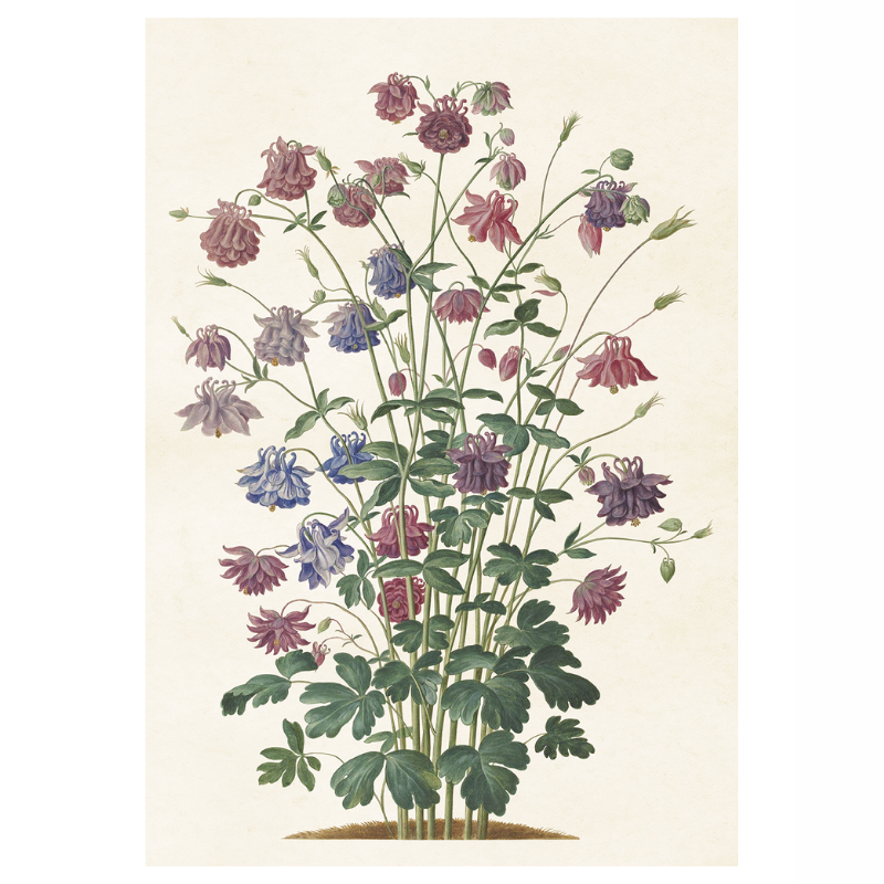 Akleja blommor posters från Sköna Ting, 70x100 cm 