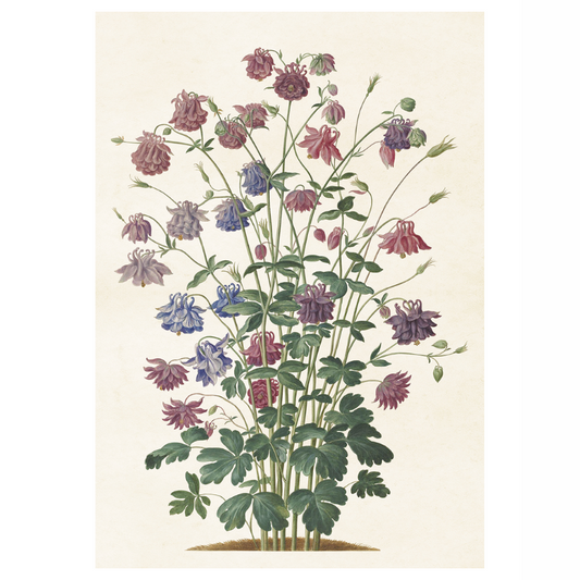 Akleja blommor posters från Sköna Ting, 70x100 cm 