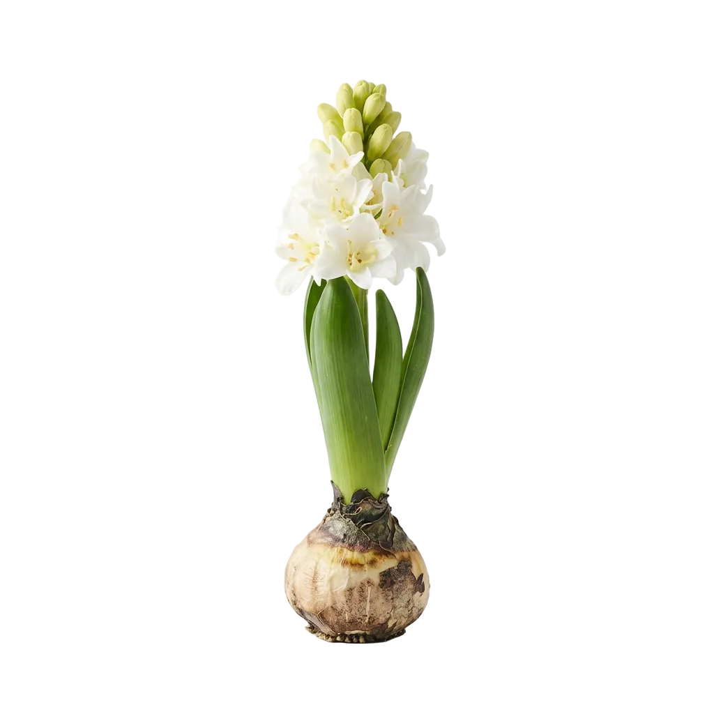 Hyacint med lök plastblomma, från Mr Plant, 20 cm, Vit