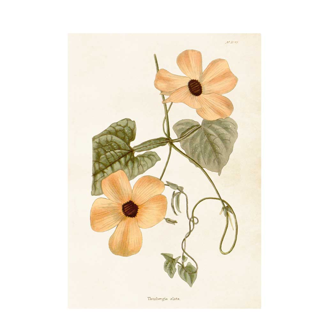 Poster Svartöga från Sköna Ting, 35 x 50 cm