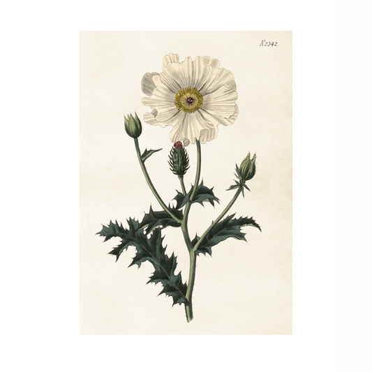 Vallmo blommor posters från Sköna Ting, 35x50 cm
