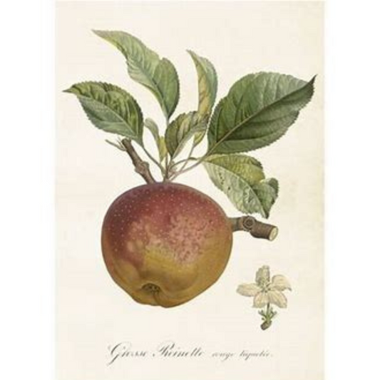 Poster Äpple från Sköna Ting, 35 x 50 cm