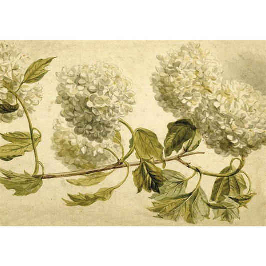Poster Hortensia från Sköna Ting, 50x35 cm